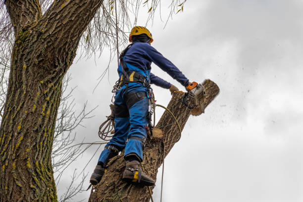 Best Dead Tree Removal  in Fort Smith, AR